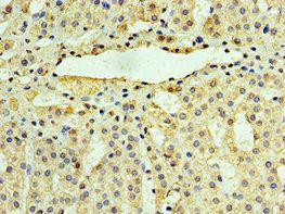 UCHL3 Antibody