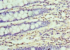 UCHL3 Antibody