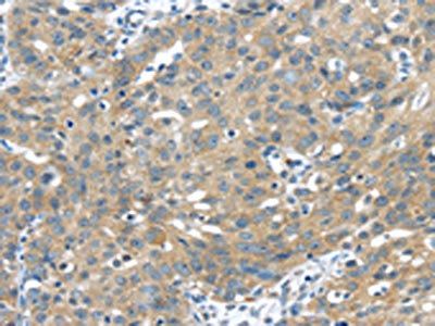 UCHL3 Antibody