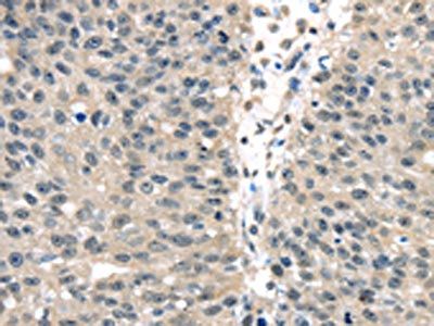 UCHL3 Antibody