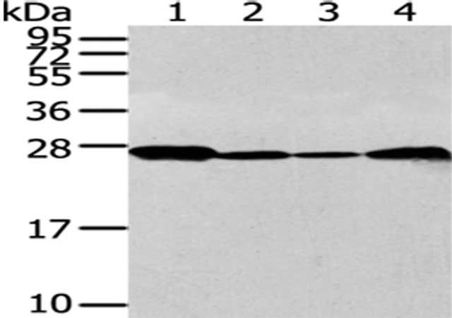 UCHL3 Antibody