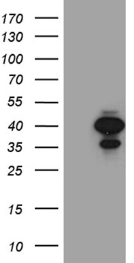 UGDH Antibody