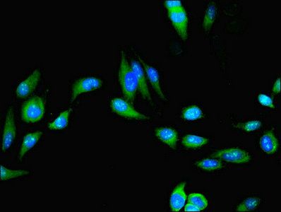UFSP2 Antibody