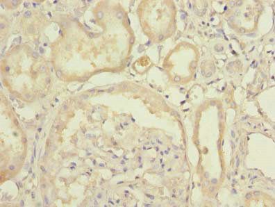 UFSP2 Antibody