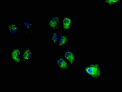 UNC13B Antibody