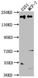 UNC13B Antibody