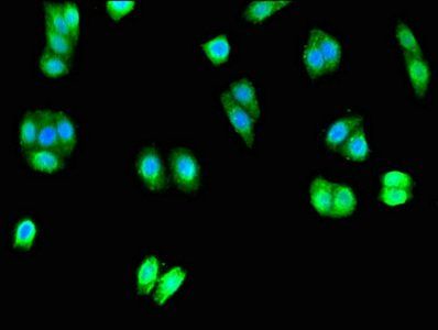 UNC80 Antibody