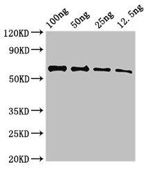 UNC80 Antibody