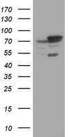 UNG Antibody