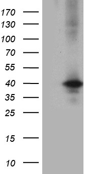 UPP2 Antibody