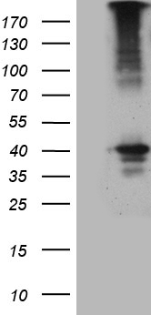 UPP2 Antibody