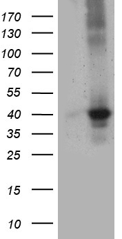 UPP2 Antibody