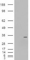 UPP2 Antibody