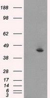UPP2 Antibody