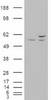 UPP2 Antibody