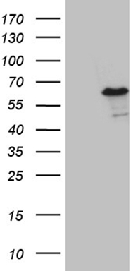 UPRT Antibody