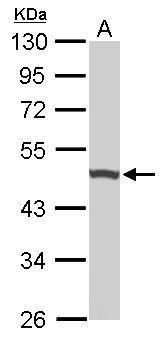 ubiquinol-cytochrome c reductase core protein 1 Antibody