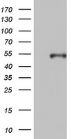 USP12 Antibody