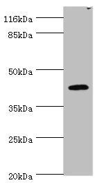 USP12 Antibody