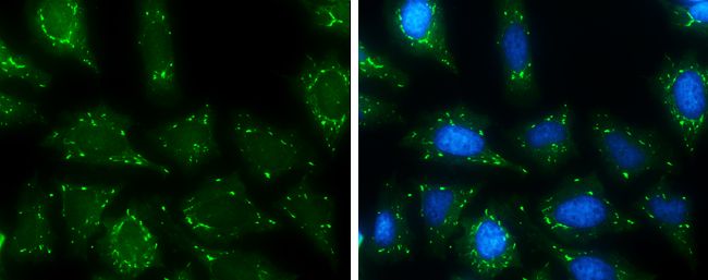 ubiquitin specific peptidase 15 Antibody