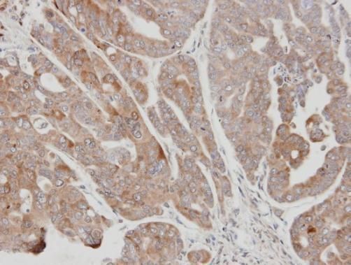 ubiquitin specific peptidase 15 Antibody