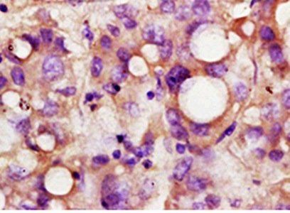 USP1 Rabbit Polyclonal Antibody