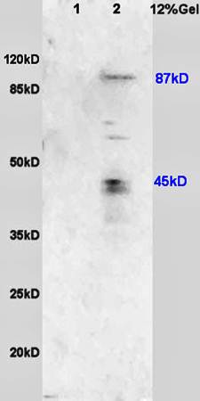 USP1 Rabbit Polyclonal Antibody
