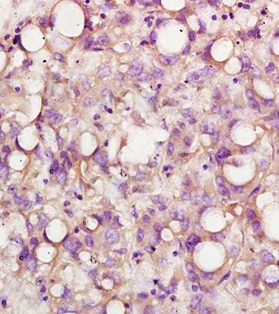 USP1 Rabbit Polyclonal Antibody