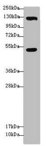 USP28 Antibody