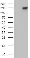 USP36 Antibody