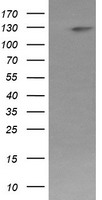 USP7 Antibody