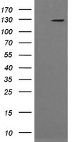 USP7 Antibody