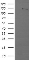 USP7 Antibody