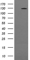 USP7 Antibody