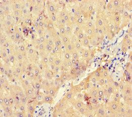 UGP2 Antibody