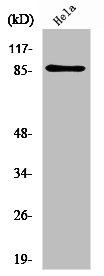 UTP14A Antibody