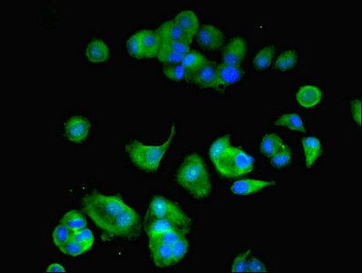 ATP6V1F Antibody