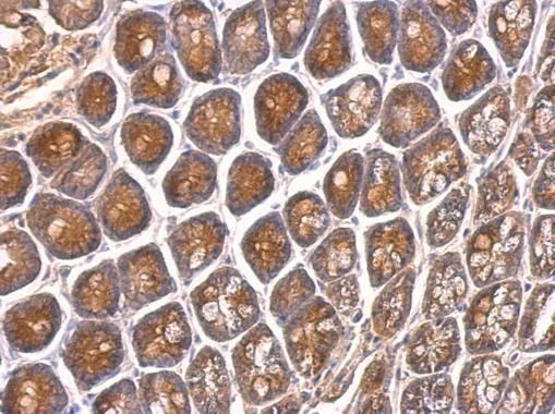 VAM1 Rabbit Polyclonal Antibody