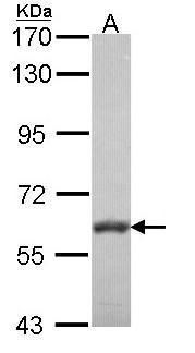 VAM1 Rabbit Polyclonal Antibody