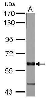 VAM1 Rabbit Polyclonal Antibody