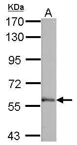 VAM1 Rabbit Polyclonal Antibody
