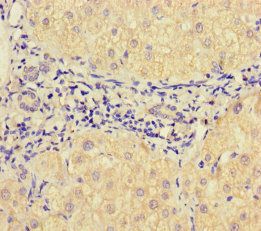 VAMP1 Antibody