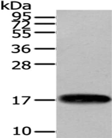 VAMP1 Antibody