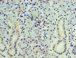 VAMP3 Antibody
