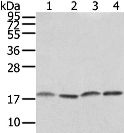 VAMP4 Antibody