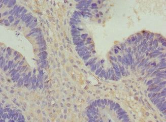 VANGL1 Antibody