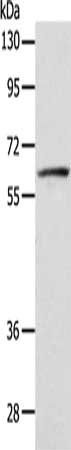 VANGL1 Antibody