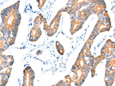 VANGL1 Antibody