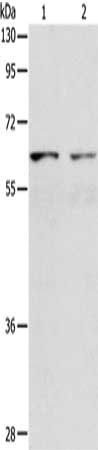 VANGL1 Antibody