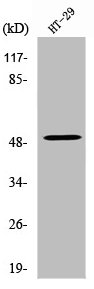 VANGL1 Antibody